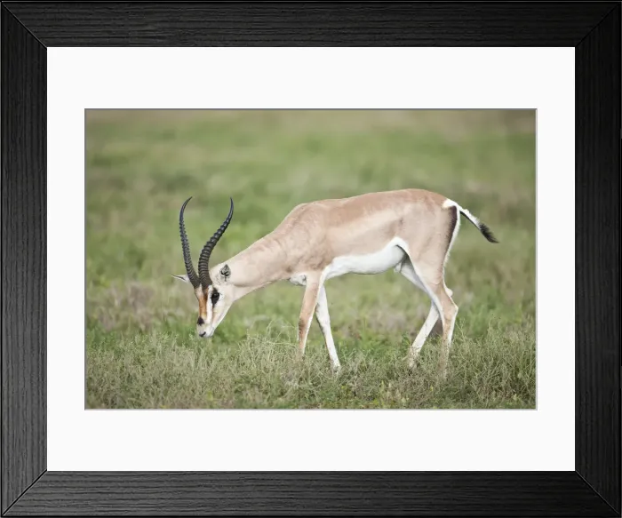 Framed Print : Grants Gazelle (Nanger granti), Serengeti National Park, Tanzania Framed Print : Grants Gazelle (Nanger granti), Serengeti National Park, Tanzania