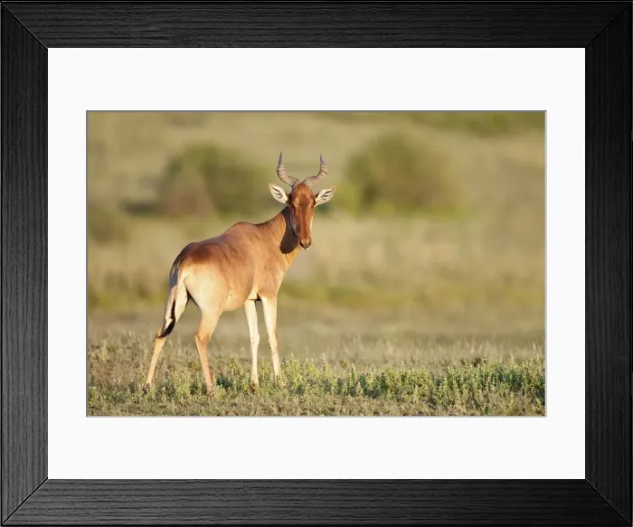 Framed Print : Hartebeest (Alcelaphus buselaphus), Serengeti, Tanzania Framed Print : Hartebeest (Alcelaphus buselaphus), Serengeti, Tanzania