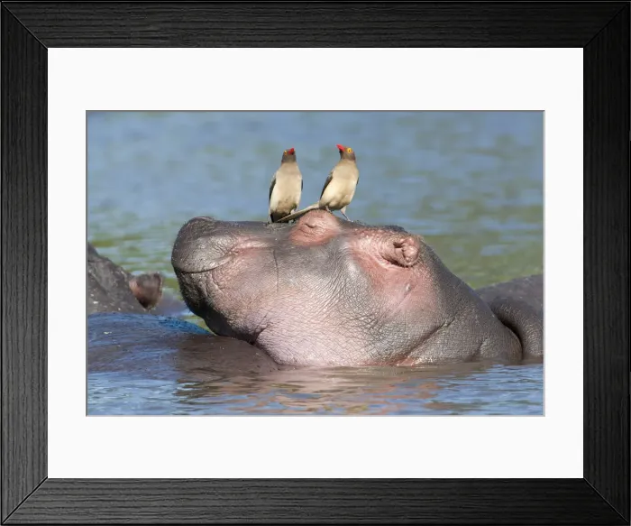 Framed Print : Hippopotamus (Hippopotamus amphibius), Tanzania Framed Print : Hippopotamus (Hippopotamus amphibius), Tanzania