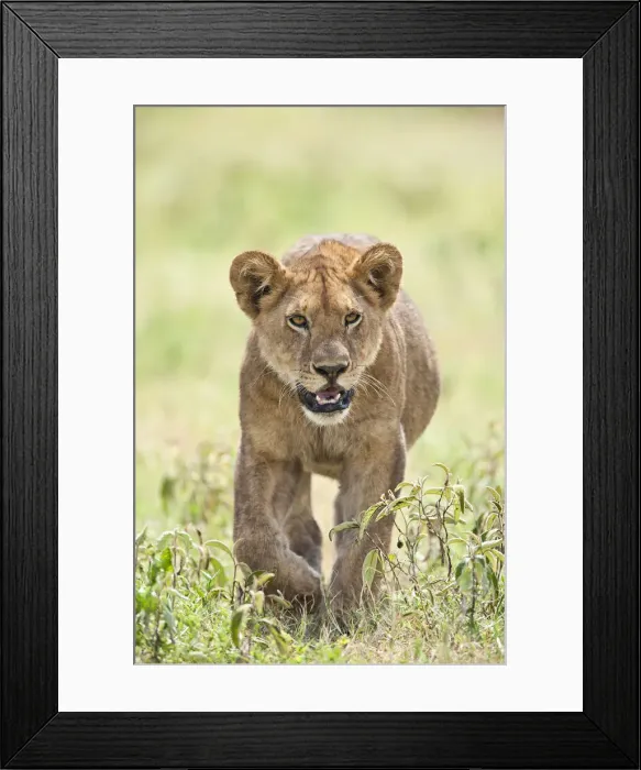 Framed Print : Lion (Panthera leo) cub walking through the grassland of the Serengeti National Park Framed Print : Lion (Panthera leo) cub walking through the grassland of the Serengeti National Park