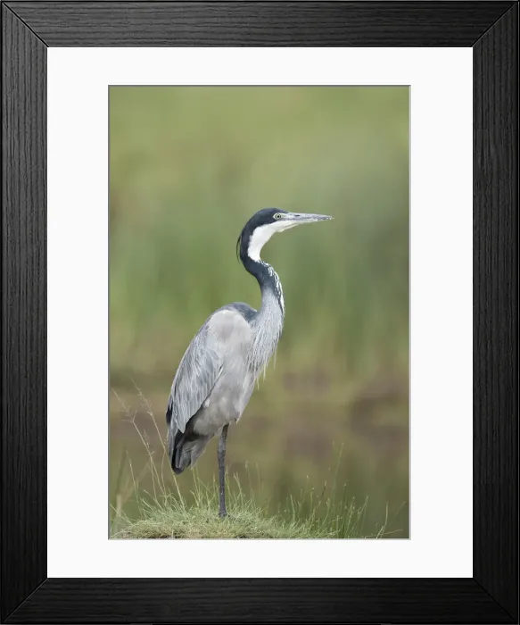 Framed Print : Black-headed Heron (Ardea melanocephala)Serengeti National Park, Tanzania Framed Print : Black-headed Heron (Ardea melanocephala)Serengeti National Park, Tanzania