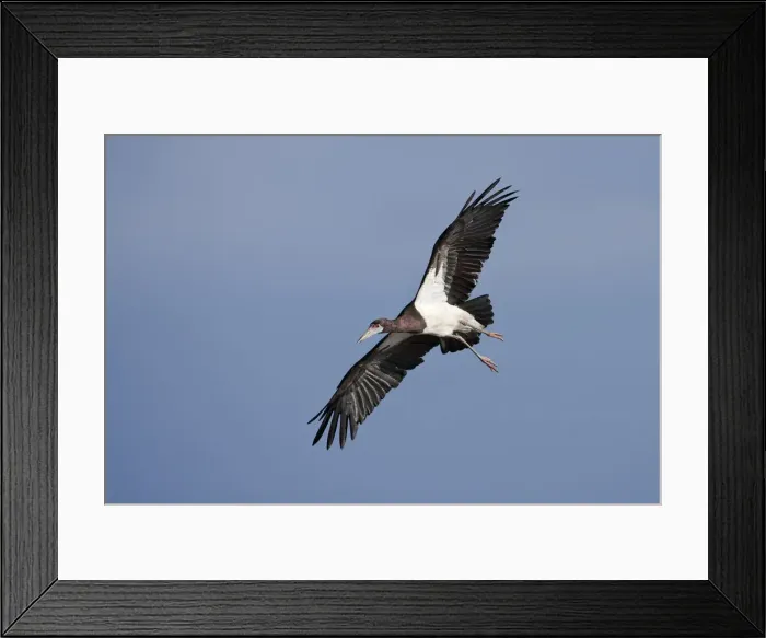 Framed Print : Abdims Stork (Ciconia abdimii) in flight Serengeti National Park, Tanzania Framed Print : Abdims Stork (Ciconia abdimii) in flight Serengeti National Park, Tanzania