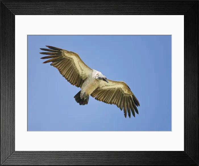 Framed Print : African White-backed Vulture (Gyps africanus) in flight Serengeti National Park