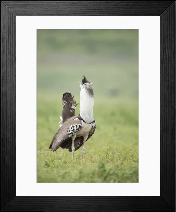 Framed Print : Kori Bustard (Ardeotis kori struthiunculus) Serengeti National Park, Tanzania Framed Print : Kori Bustard (Ardeotis kori struthiunculus) Serengeti National Park, Tanzania