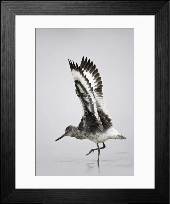 Framed Print : Willet (Tringa semipalmata) Fort de Soto, Florida, USA Framed Print : Willet (Tringa semipalmata) Fort de Soto, Florida, USA