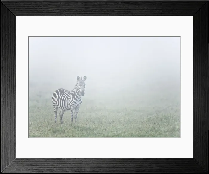 Framed Print : Lone Zebra (Equus quagga) on misty morning, Serengeti National Park, Tanzania Framed Print : Lone Zebra (Equus quagga) on misty morning, Serengeti National Park, Tanzania