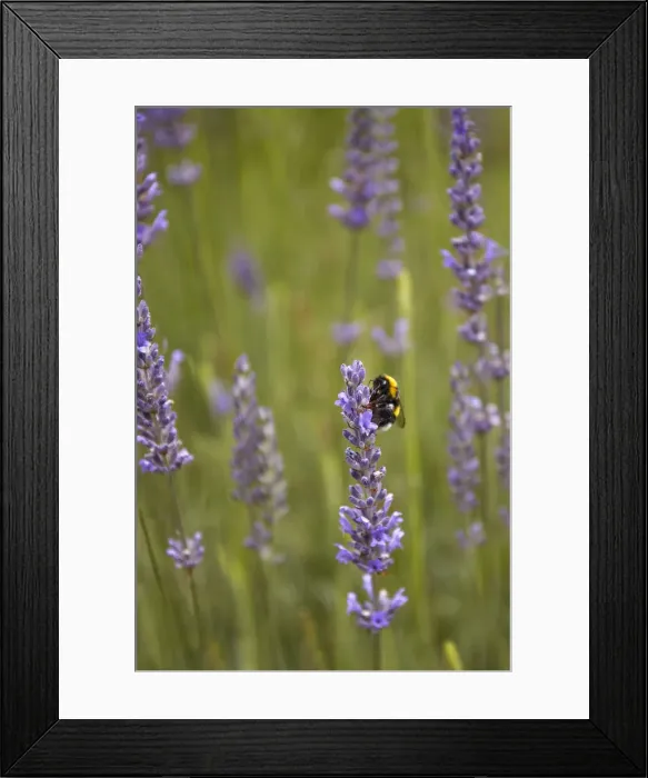 Framed Print : Detail of a bee on a lavender plant flower, San Martin de los Andes, Argentina Framed Print : Detail of a bee on a lavender plant flower, San Martin de los Andes, Argentina