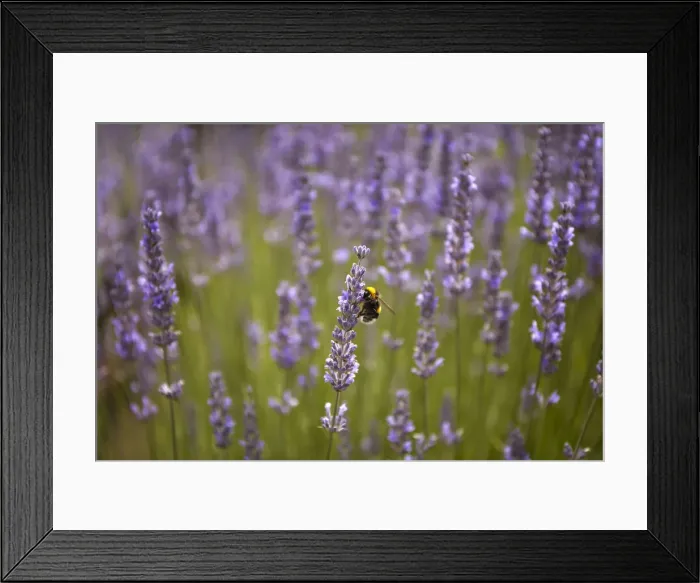 Framed Print : Detail of a bee on a lavender plant flower, San Martin de los Andes, Argentina Framed Print : Detail of a bee on a lavender plant flower, San Martin de los Andes, Argentina