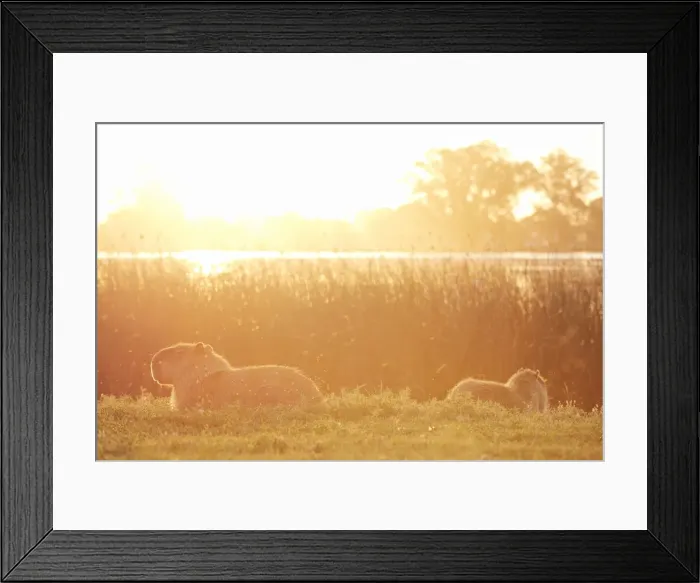 Framed Print : Two capybaras laying on the grass at sunset in a lagoon of the Argentine pampas Framed Print : Two capybaras laying on the grass at sunset in a lagoon of the Argentine pampas