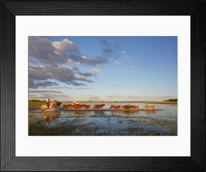 Framed Print : Four gauchos drive a group of cows inside a lagoon of the Estancia Buena Vista at dusk Framed Print : Four gauchos drive a group of cows inside a lagoon of the Estancia Buena Vista at dusk