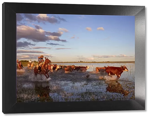 Three gauchos drive a group of cows inside a lagoon of the Estancia Buena Vista at dusk