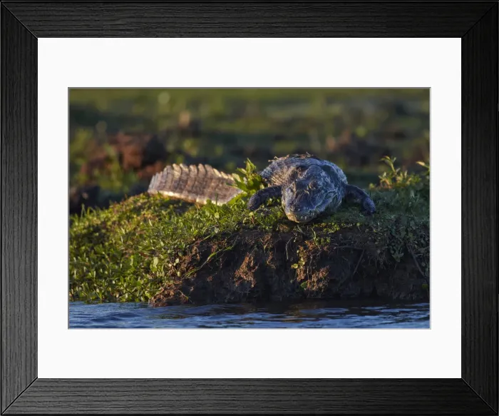 Framed Print : A large caiman (Yacara©) lying on the grass inside the Iberaa National Park at dusk Framed Print : A large caiman (Yacara©) lying on the grass inside the Iberaa National Park at dusk