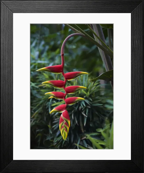Framed Print : A colorful Patuju (Heliconia rostrata) tropical plant in the Iguazu Falls National Park, Misiones, Argentina. Heliconias attract many birds, especially hummingbirds Framed Print : A colorful Patuju (Heliconia rostrata) tropical plant in the Iguazu Falls National Park, Misiones, Argentina. Heliconias attract many birds, especially hummingbirds
