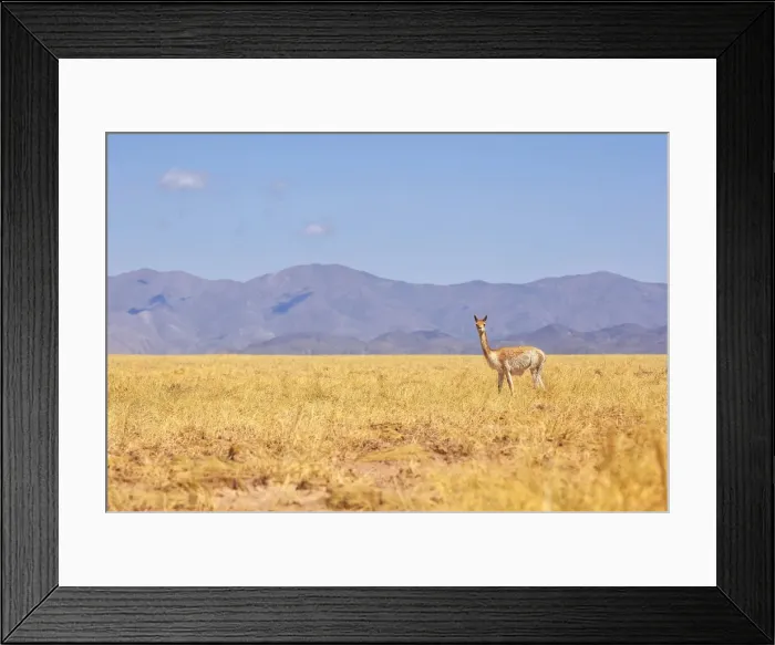 Framed Print : A wild vicuna near the Salinas Grandes salt flat at 3450 mt of altitude, Jujuy, Argentina Framed Print : A wild vicuna near the Salinas Grandes salt flat at 3450 mt of altitude, Jujuy, Argentina