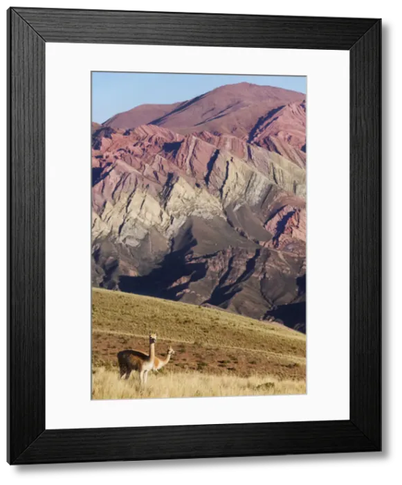 Framed Print : Wild vicunas with the Hornocal (Mountain of 14 colors) in the background, Humahuaca, Jujuy, Argentina Framed Print : Wild vicunas with the Hornocal (Mountain of 14 colors) in the background, Humahuaca, Jujuy, Argentina
