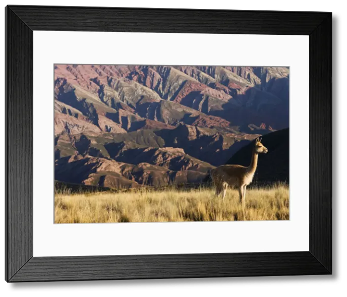 Framed Print : A wild vicuna with the Hornocal (Mountain of 14 colors) in the background, Humahuaca, Jujuy, Argentina Framed Print : A wild vicuna with the Hornocal (Mountain of 14 colors) in the background, Humahuaca, Jujuy, Argentina