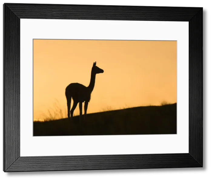 Framed Print : Silhouette of a wild vicuna at sunset. Hornocal, Jujuy, Argentina Framed Print : Silhouette of a wild vicuna at sunset. Hornocal, Jujuy, Argentina