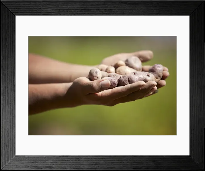 Framed Print : Small Andean potatoes in the hand of a local farmer. Cianzo Valley, Humahuaca, Argentina Framed Print : Small Andean potatoes in the hand of a local farmer. Cianzo Valley, Humahuaca, Argentina