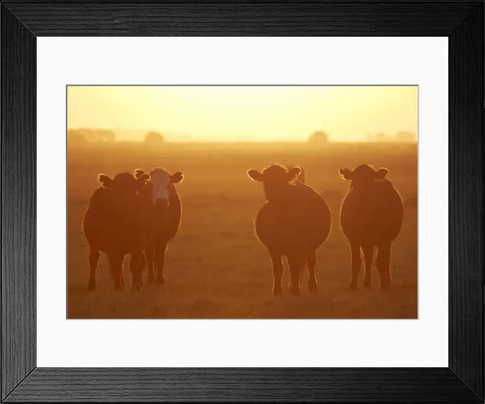 Framed Print : A group of cows at sunset in the Argentine pampas, Las Flores, Argentina Framed Print : A group of cows at sunset in the Argentine pampas, Las Flores, Argentina