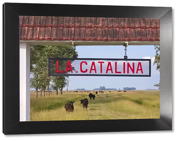 Cows grazing at the entrance gate to the Estancia 'La Catalina'