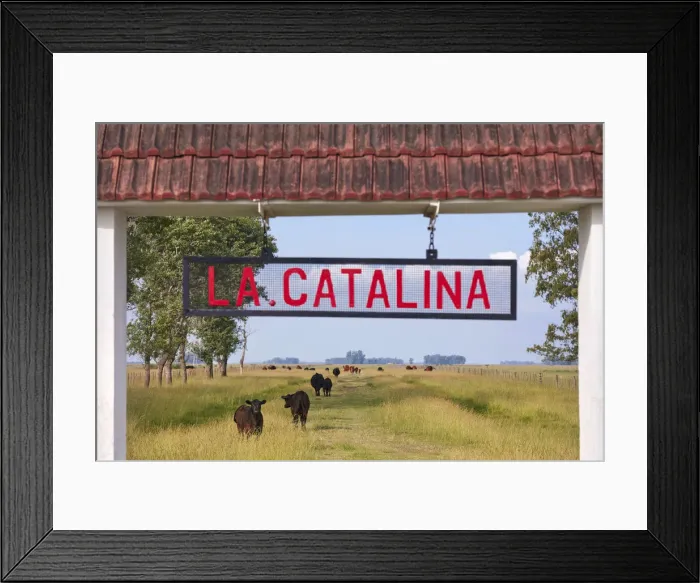 Framed Print : Cows grazing at the entrance gate to the Estancia La Catalina Framed Print : Cows grazing at the entrance gate to the Estancia La Catalina