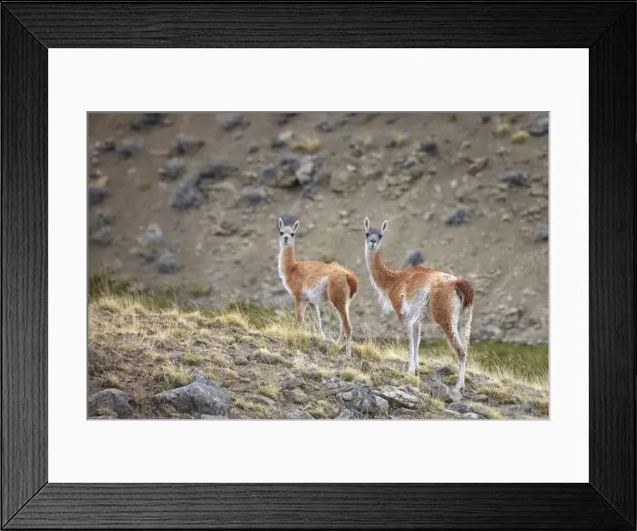 Framed Print : A couple of guanacos inside the natural reserve of the Estancia 25 de Mayo, El Calafate