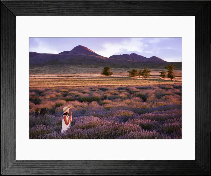 Framed Print : A girl smelling flowers at dusk in a lavender field in Sierra de la Ventana, Argentina Framed Print : A girl smelling flowers at dusk in a lavender field in Sierra de la Ventana, Argentina