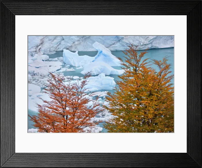 Framed Print : Colorful Lengas trees in contrast with the blue ice of the Perito Moreno Glacier in autumn, Los Glaciares National Park, El Calafate, Argentina Framed Print : Colorful Lengas trees in contrast with the blue ice of the Perito Moreno Glacier in autumn, Los Glaciares National Park, El Calafate, Argentina