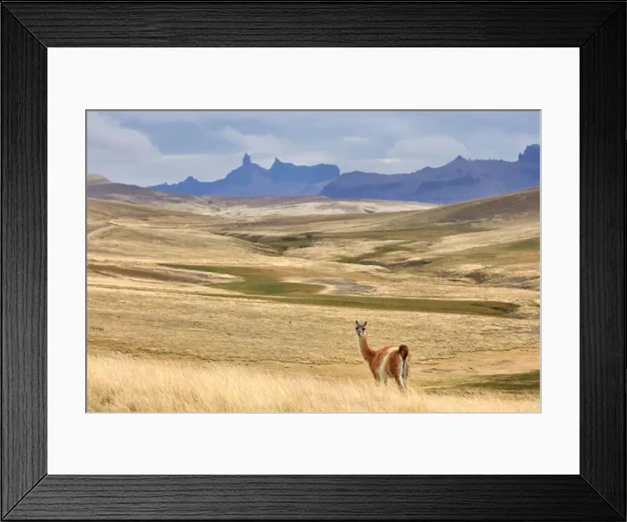 Framed Print : A guanaco inside the natural reserve of the Estancia 25 de Mayo, El Calafate, Argentina Framed Print : A guanaco inside the natural reserve of the Estancia 25 de Mayo, El Calafate, Argentina