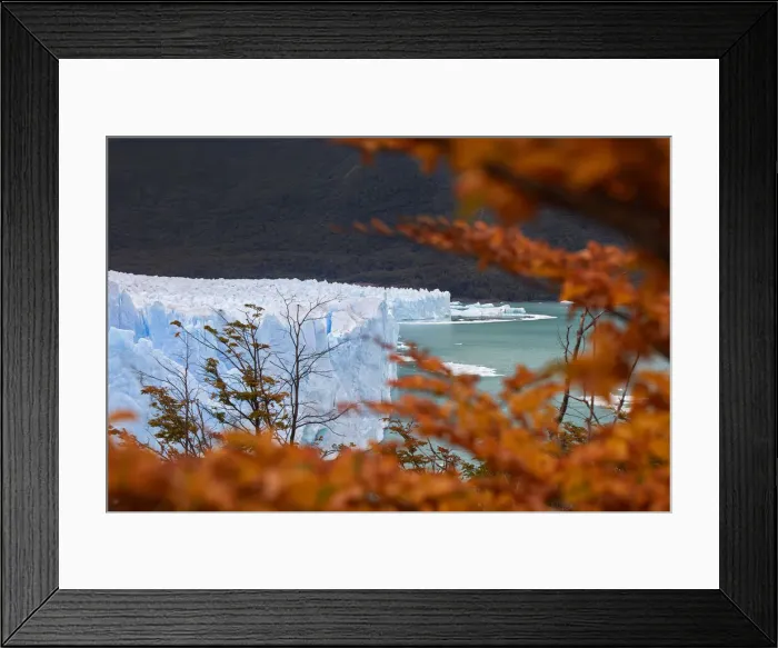 Framed Print : The Perito Moreno Glacier framed by red Lengas trees in autumn, Los Glaciares National Park, El Calafate, Argentina Framed Print : The Perito Moreno Glacier framed by red Lengas trees in autumn, Los Glaciares National Park, El Calafate, Argentina