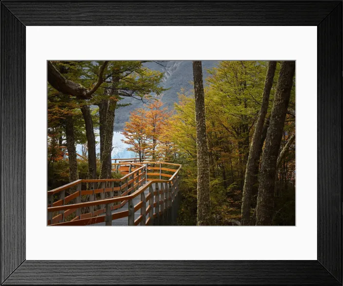 Framed Print : The Perito Moreno boardwalk surrounded by a forest of lengas in autumn, Los Glaciares National Park, El Calafate, Argentina Framed Print : The Perito Moreno boardwalk surrounded by a forest of lengas in autumn, Los Glaciares National Park, El Calafate, Argentina