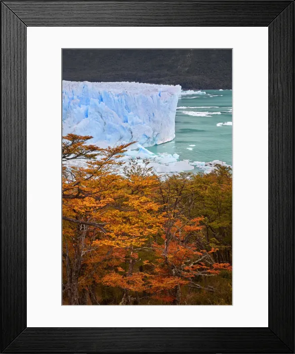 Framed Print : The Perito Moreno Glacier in autumn, with lengas trees in the foreground, Los Glaciares National Park, El Calafate, Argentina