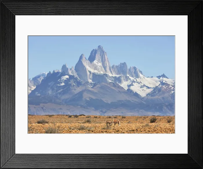 Framed Print : A family of guanacos with the Mount Fitz Roy in the background Framed Print : A family of guanacos with the Mount Fitz Roy in the background