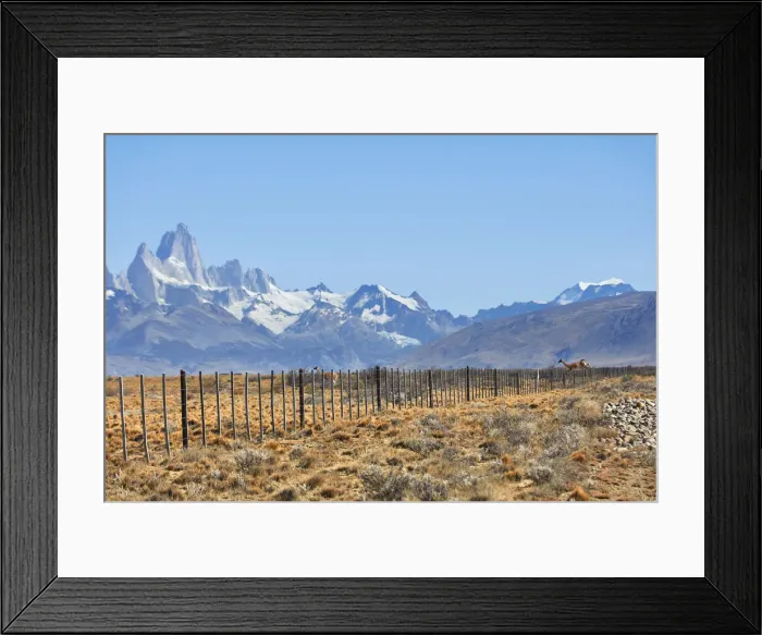 Framed Print : Guanacos crossing a fence inside Los Glaciares National Park Framed Print : Guanacos crossing a fence inside Los Glaciares National Park