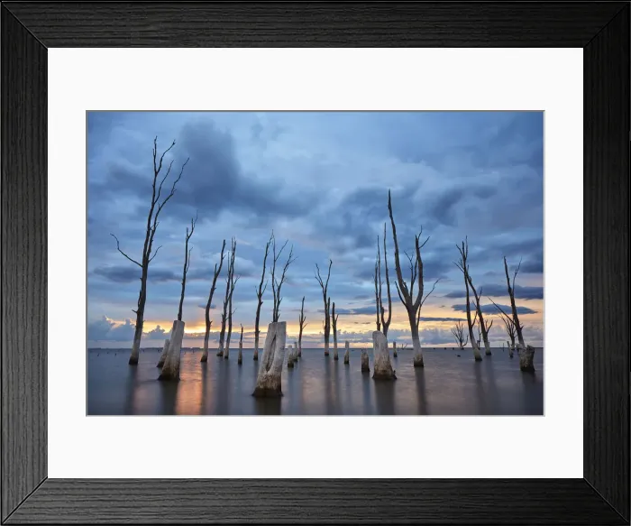 Framed Print : Trees withered by high salinity in Laguna Mar Chiquita (Mar de Ansenuza) at sunset Framed Print : Trees withered by high salinity in Laguna Mar Chiquita (Mar de Ansenuza) at sunset