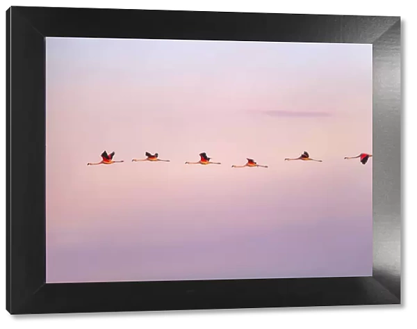 Chilean flamingos flying at sunrise in the skyes of Laguna Mar Chiquita (Mar de Ansenuza)
