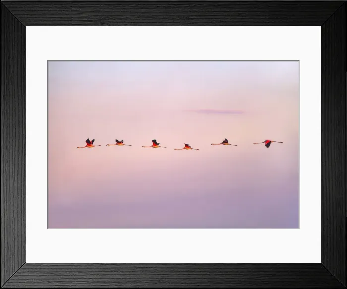 Framed Print : Chilean flamingos flying at sunrise in the skyes of Laguna Mar Chiquita (Mar de Ansenuza) Framed Print : Chilean flamingos flying at sunrise in the skyes of Laguna Mar Chiquita (Mar de Ansenuza)