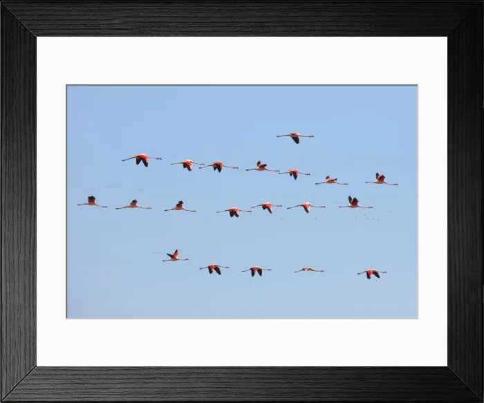 Framed Print : A group of Chilean flamingos flying in the skyes of Laguna Mar Chiquita (Mar de Ansenuza) Framed Print : A group of Chilean flamingos flying in the skyes of Laguna Mar Chiquita (Mar de Ansenuza)