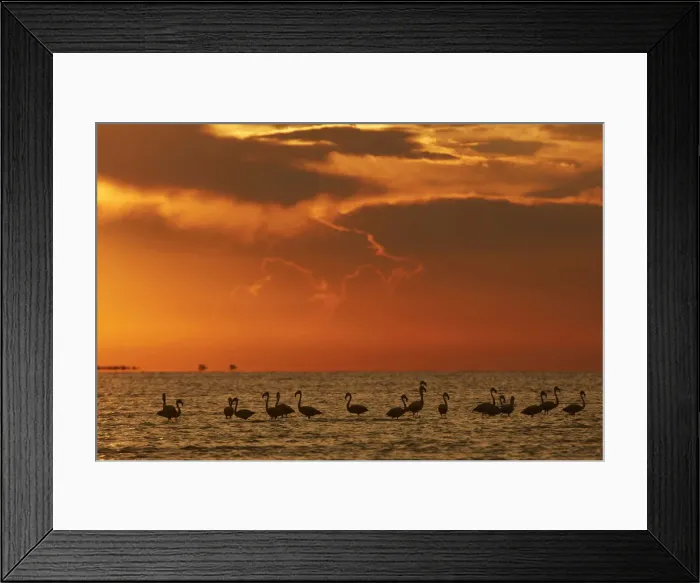 Framed Print : Flamingos silhouette at sunset in the waters of Laguna Mar Chiquita (Mar de Ansenuza) Framed Print : Flamingos silhouette at sunset in the waters of Laguna Mar Chiquita (Mar de Ansenuza)