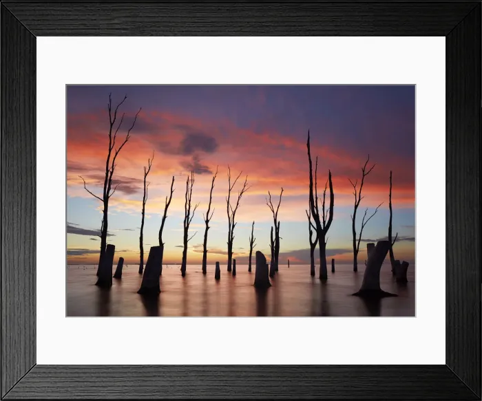 Framed Print : Trees withered by high salinity in Laguna Mar Chiquita (Mar de Ansenuza) at twilight