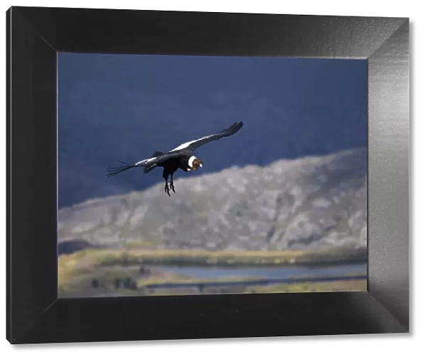 The flight of an Andean Condor in the skyes of Cordoba, Valle de los Lisos, Los Gigantes, Argentina