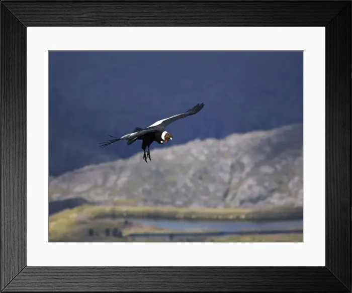Framed Print : The flight of an Andean Condor in the skyes of Cordoba, Valle de los Lisos, Los Gigantes, Argentina Framed Print : The flight of an Andean Condor in the skyes of Cordoba, Valle de los Lisos, Los Gigantes, Argentina