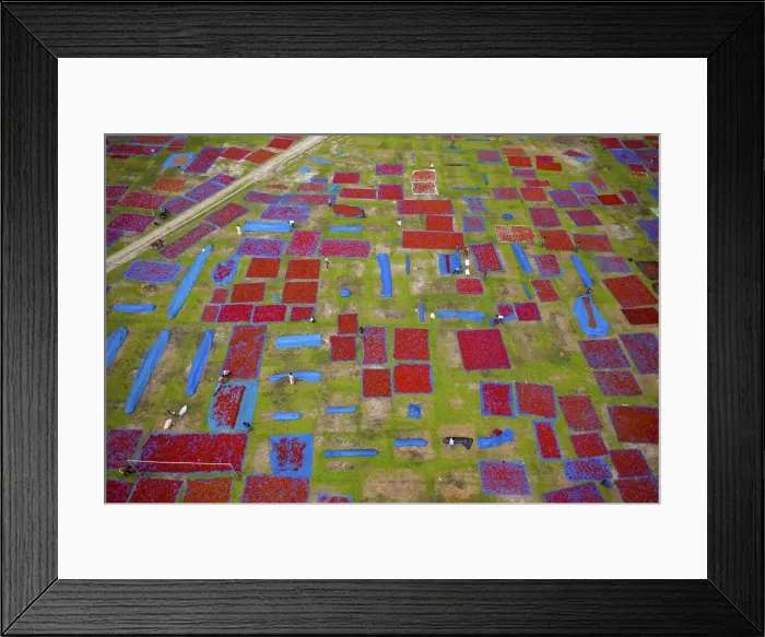Framed Print : Aerial view of thousands of chilis are laid out to dry creating a patchwork effect