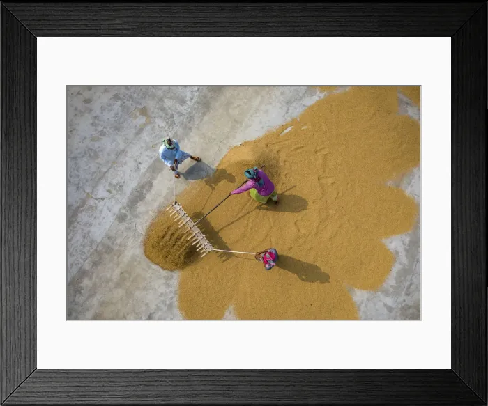 Framed Print : Aerial view of farmers working on rice field draining and drying rice at sunlight Framed Print : Aerial view of farmers working on rice field draining and drying rice at sunlight
