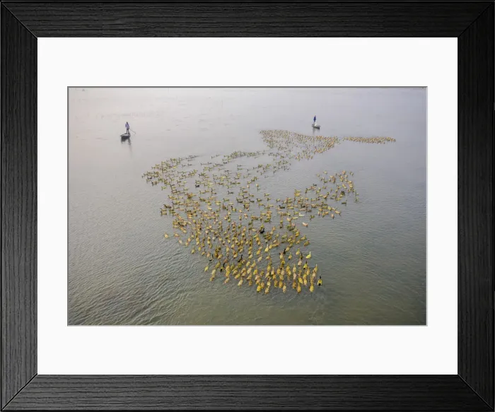 Framed Print : Aerial view of a fisherman standing on a canoe following a flock of ducks along Baulai Framed Print : Aerial view of a fisherman standing on a canoe following a flock of ducks along Baulai