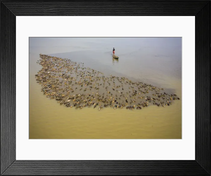 Framed Print : Aerial view of a fisherman standing on a canoe following a flock of ducks along Baulai Framed Print : Aerial view of a fisherman standing on a canoe following a flock of ducks along Baulai