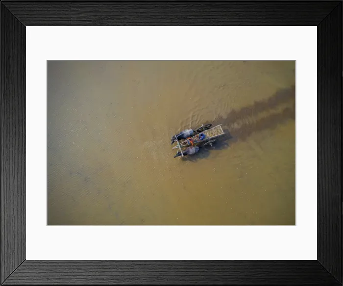 Framed Print : Aerial view of two farmer crossing a flooded lagoon with cattle in Tahirpur Framed Print : Aerial view of two farmer crossing a flooded lagoon with cattle in Tahirpur