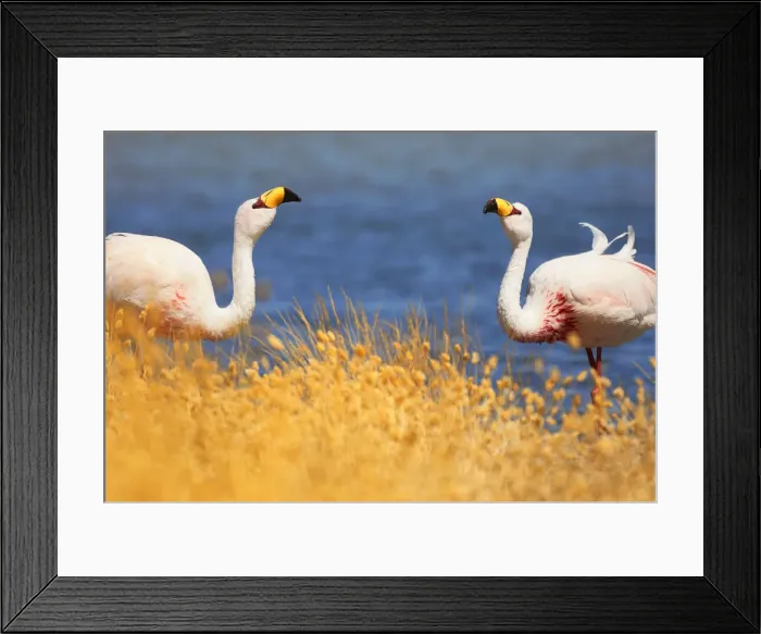 Framed Print : A couple of James flamingos (Phoenicoparrus Jamesi) in Canapa Lake, Potosi, Bolivia Framed Print : A couple of James flamingos (Phoenicoparrus Jamesi) in Canapa Lake, Potosi, Bolivia