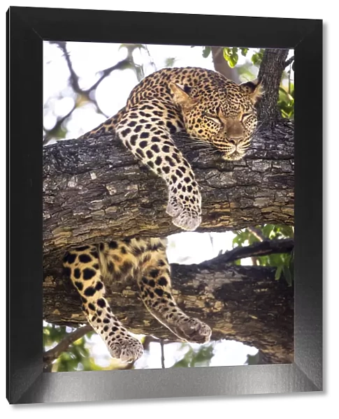 Leopard, Moremi Game Reserve, Okavango Delta, Botswana