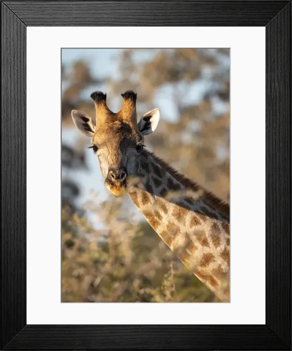 Framed Print : Giraffe, Moremi Game Reserve, Okavango Delta, Botswana Framed Print : Giraffe, Moremi Game Reserve, Okavango Delta, Botswana